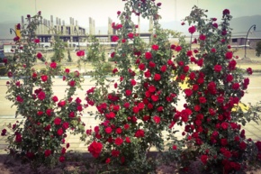 تصاویر دانشگاه