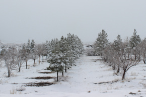 زمستان دانشگاه نیشابور