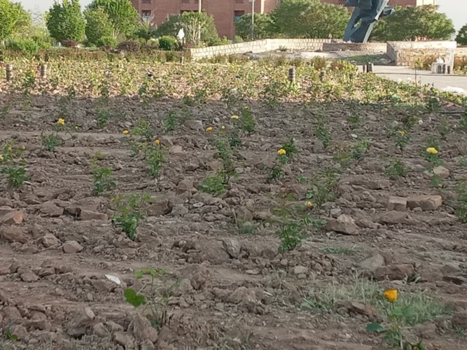 تکمیل پروژه فضای سبز دانشگاه نیشابور با کاشت یک بوته گل به ازای هر دانشجو